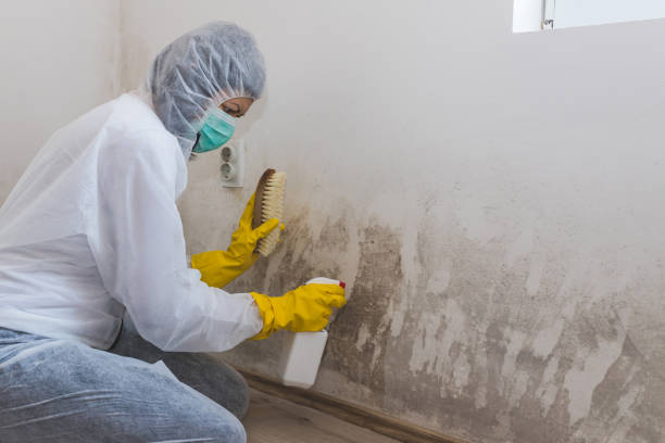 Best Mold Removal for HVAC Installations  in Moosic, PA