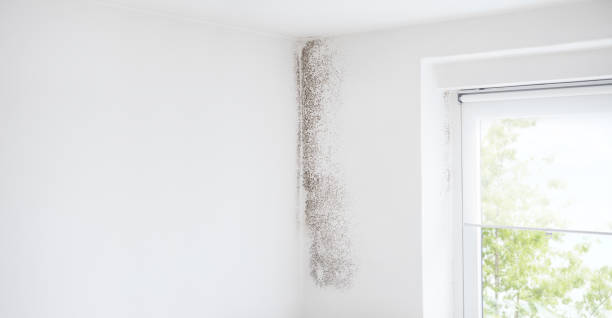 Professional Mold Removal in Moosic, PA