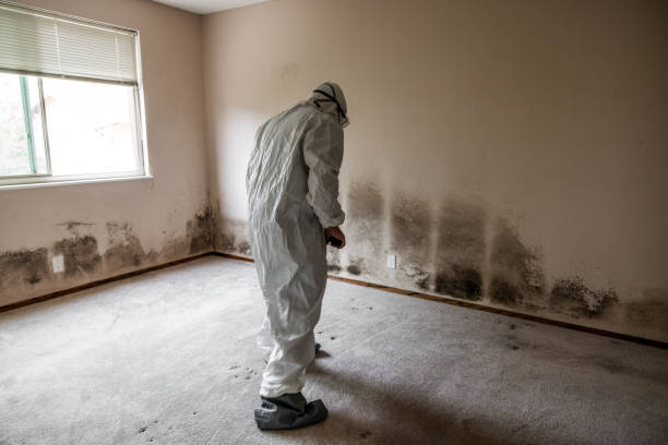 Trusted Moosic, PA Mold Removal Experts